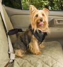 2014_solvit-car-safety-harnesses-for-dogs.jpg