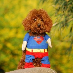 7726_alfie-couture-pet-apparel-superhero-costume-superman-size-s.jpg